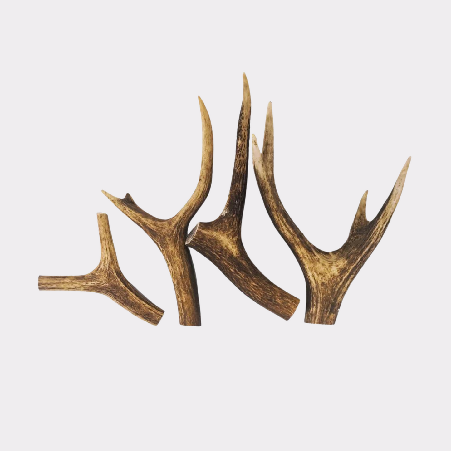 Deer Antlers