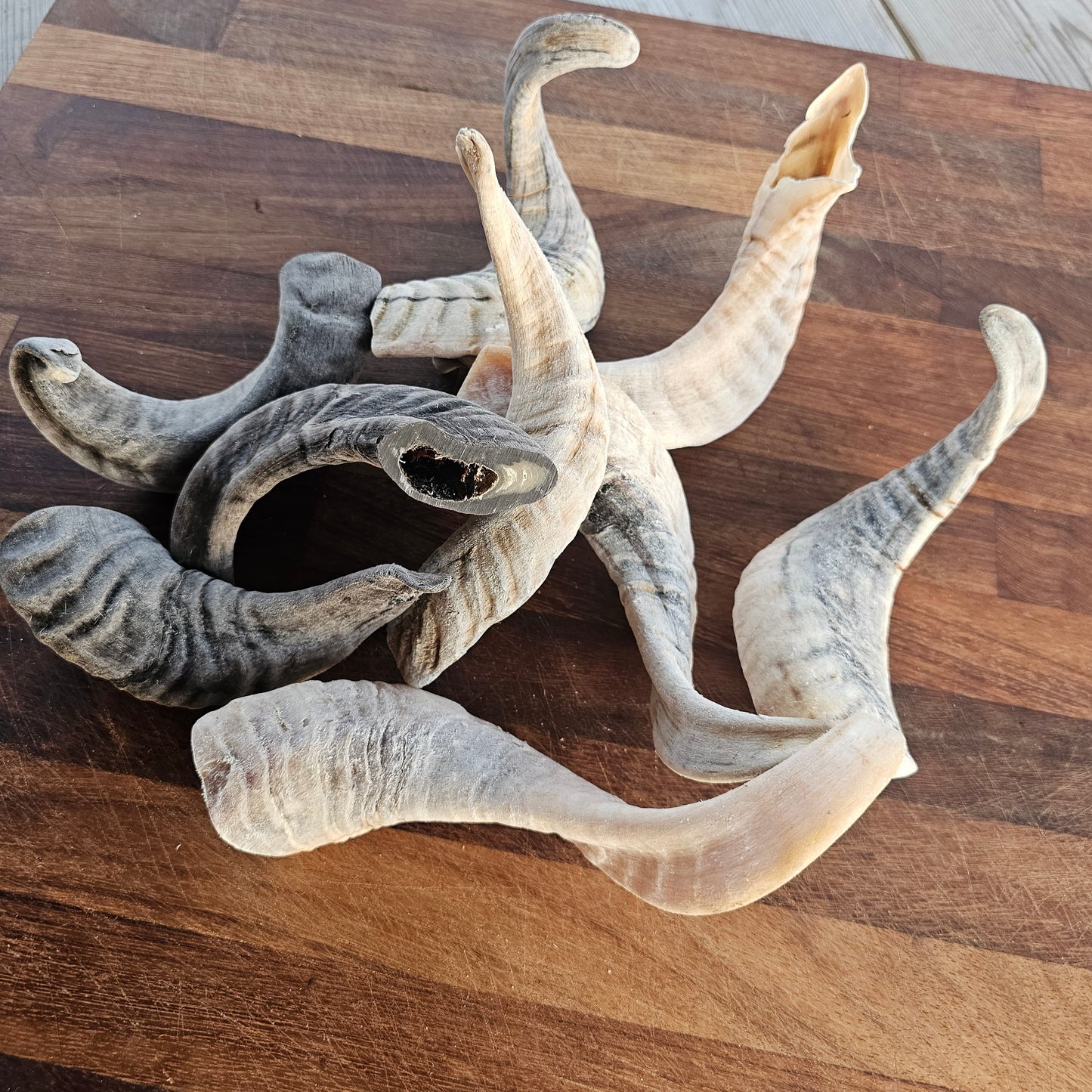 Lamb Horns -XL