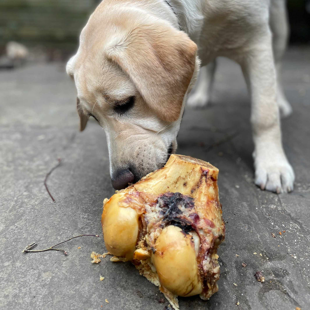 Roast Knuckle Bone